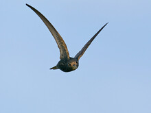 Common Swift (Apus Apus)