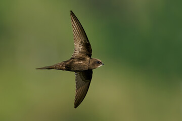 Canvas Print - Common swift (Apus apus)