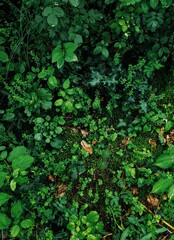 Sticker - Vertical shot of plants and grass in the forest