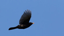 Common Blackbird (turdus Merula) Flying On Blue Sky
