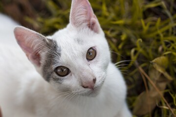 Wall Mural - High angle shot of a white cat standing on grass