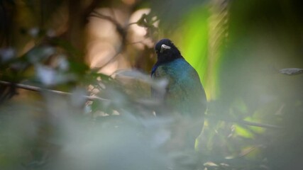 Wall Mural - Tropical Southern Surucua Trogon bird with full colors and big eye in the rainforest of South America. 4K video of wildlife and tropical birds in the wild