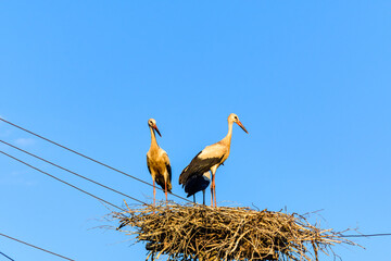 Family of storks (ciconia ciconia) in nest on the electric pole