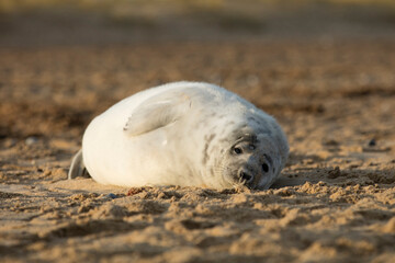 Seals in Winter on the beach, Winterton on Sea, Norfolk, UK in the evening, December 2017