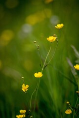 Wall Mural - Vertical shot of Ranunculus arvensis in a field under the sunlight with a blurry background