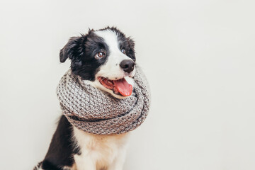 Funny studio portrait of cute smiling puppy dog border collie wearing warm clothes scarf around neck isolated on white background. Winter or autumn portrait of little dog.