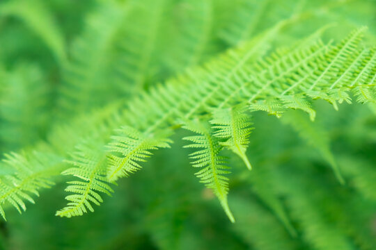 Fresh fern leaf green closeup natural floral background