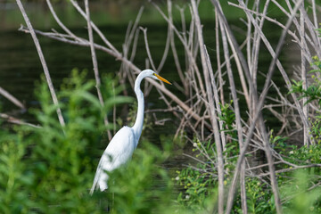 Wall Mural - Great White Egret hunting among reeds