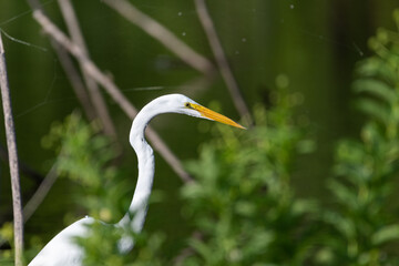 Wall Mural - Closeup of Great White Egret in bushes