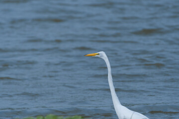 Wall Mural - Great White Egret walking on lake shore