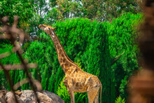 Giraffes Eat Leaves From The Trees