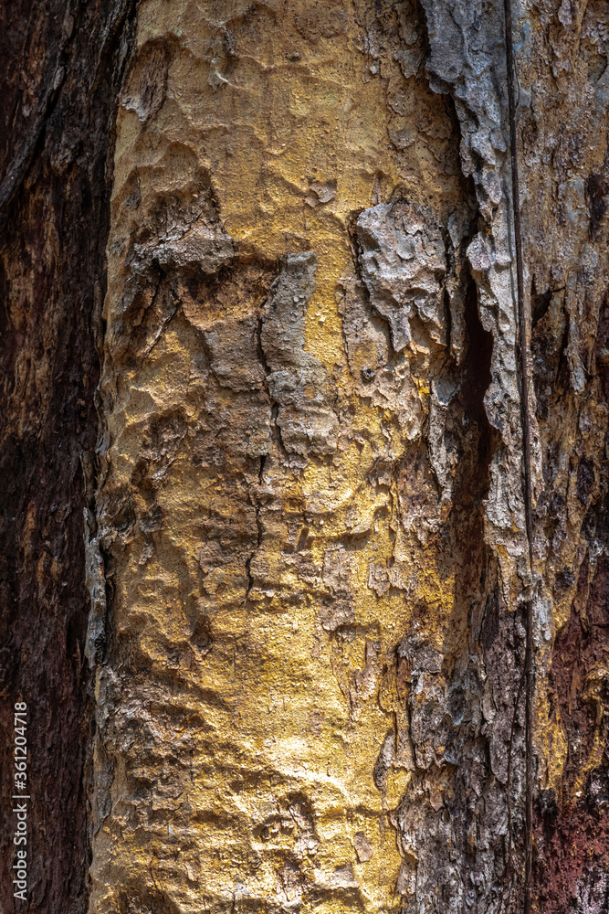 Bark of Copaiba Balsam Tree (Copaifera officinalis) - obrazy, fototapety, plakaty 