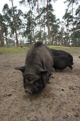 Sticker - Vertical shot of black wild boars in the forest