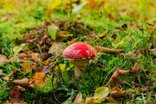 Autumn Colorful Forest Scenic View Toxic Red Mushroom In Green Grass And Yellow Brown Orange Falling Leaves Picturesque Nature Environment
