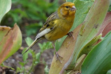 Poster - Selective focus shot of a small yellow bird sitting on the tree branch