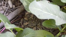 Southwestern Speckled Rattlesnake Hiding In Baja California Undergrowth