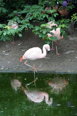 Sticker - Vertical shot of a white flamingo reflected on the pond in the nature