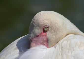 Wall Mural - close up of a white flamingo