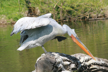 Wall Mural - great white pelican