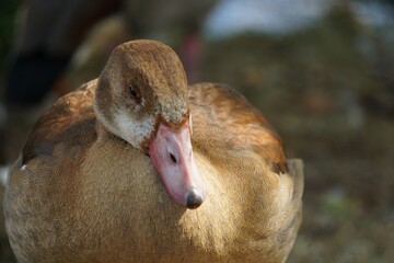 Sticker - Close up shot of a light brown duck looking down with blurry background behind