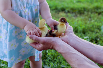 Little girl playing with two ducklings.  Vacation in the country. Easter and baby ducks. Kids and animals. Staycation, holistay, lessons in mindfulness, home education, education project,  save planet