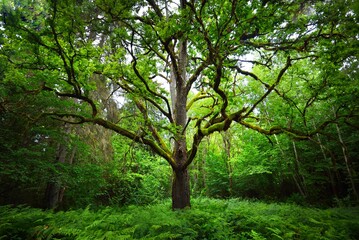 An ancient sorcerer oak tree close-up. Moss, fern, emerald green leaves. Sunlight through the branches. Epic forest scene. Concept art, fantasy, mythology, fairy tale, environmental conservation theme