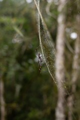 Sticker - Closeup shot of a spider on its web and the forest in the blurred background