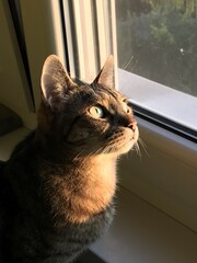 Wall Mural - Vertical shot of a cute domestic cat standing near the window under the sunlight