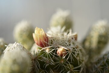 Sticker - Closeup shot of a blooming cactus plant in a room