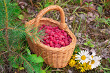 Fototapeta Lawenda - Wicker basket with fresh forest raspberries on the edge of the forest with a bouquet of wildflowers