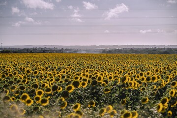 Canvas Print - Horizontal view of beautiful sunflower fields on a nice day