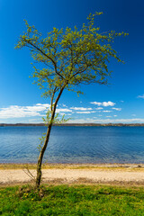 Baum an der Küste mit blauem Himmel hochformat