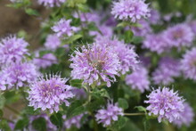Monarda Is A Lamiaceae Perennial Plant And Is Used By Beekeepers As A Source Of Nectar And Is Also Called Beebalm.
