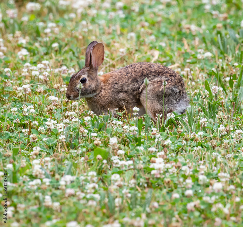 Adorable cute little furry cottontail bunny rabbit in a grassy meadow ...