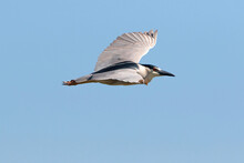 Adult Black-crowned Night Heron Soaring Through A Cloudless Blue Sky