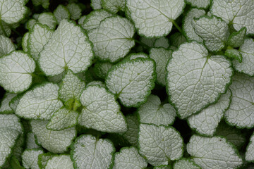 Poster - Lamium variegated green leaves