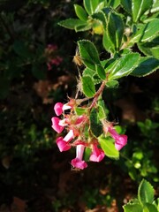 Wall Mural - Vertical closeup shot of beautiful escallonia rubra macrantha flower blooming in the garden