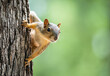 © leekris - Cute little Eastern Fox squirrel (Sciurus niger) peeking out from behind a tree trunk. Natural green background with copy space.