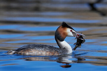 Wall Mural - Great crested grebe (Podiceps cristatus)