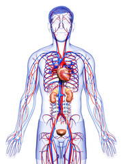 Wall Mural - 3d rendered, medically accurate illustration of the kidneys and circulatory system