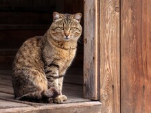 Cute Tabby Cat Sitting In Farm Wooden Hut House. Portrait Tabby Gray Cat Looking & Sitting In Wooden Barn Or Shed. Tabby Funny Grey Farm Cat In Garden Rustic Home. Kitten On Ranch Porch. Animal Theme