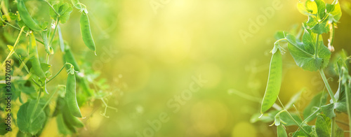 Fotomural Young organic green pea pods growing on bushes in sunny light
