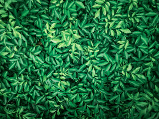 Wall Mural - Orange jasmine leaf background.Green and black nature background.