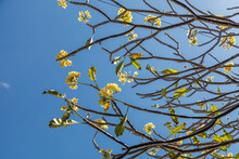 Branches Of Blooming Yellow Plumeria Tree On The Background Of Blue Sky, Bali, Indonesia. With Space.