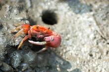 Closeup Shot Of A Red Fiddler Crab On The Mud