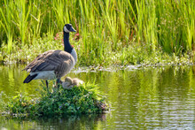 Canada Goose On Her Nest With Two Recently Hatched Chicks, A Nest Built On The Water, Soft Yellow Goslings