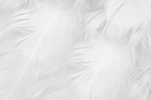 Beautiful White Feather Wooly Pattern Texture Background