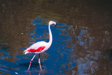 Single Flamingo In Water