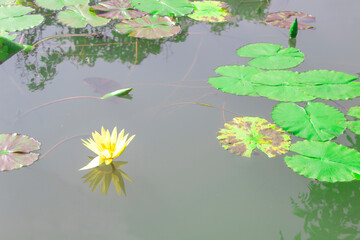  yellow Lotus flower on the pond