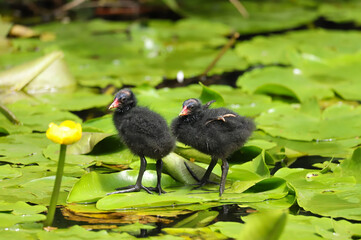 Wall Mural - Baby common moorhen chicks (gallinula chloropus) standing on a lily leaf.